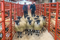Border Horned Ewes-23